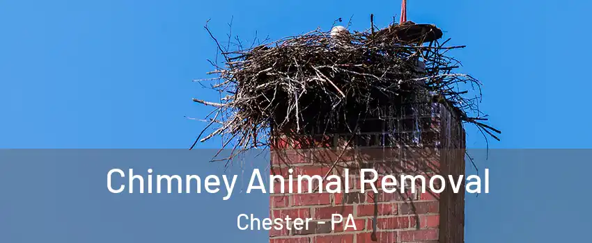 Chimney Animal Removal Chester - PA