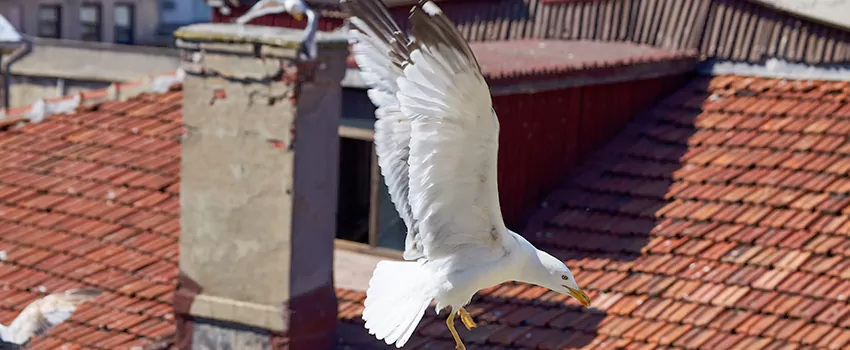 Residential Chimney Animal Removal Solution in Chester, PA