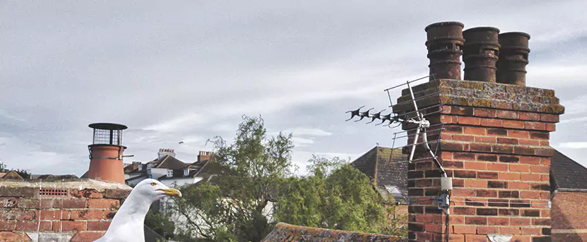 Chimney Cleaning And Restoration in Chester, Pennsylvania